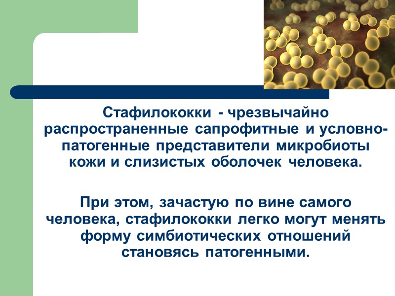 Стафилококки - чрезвычайно распространенные сапрофитные и условно-патогенные представители микробиоты кожи и слизистых оболочек человека.